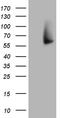 Dimethylaniline monooxygenase [N-oxide-forming] 3 antibody, TA810418, Origene, Western Blot image 