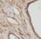 Vertebrae Development Associated antibody, FNab09395, FineTest, Immunohistochemistry frozen image 