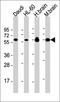 CDKN2A antibody, orb374682, Biorbyt, Western Blot image 