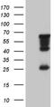 Meiosis Specific Nuclear Structural 1 antibody, TA810321S, Origene, Western Blot image 