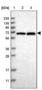 Negative Elongation Factor Complex Member B antibody, PA5-54169, Invitrogen Antibodies, Western Blot image 