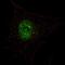 Pancreatic And Duodenal Homeobox 1 antibody, LS-C163661, Lifespan Biosciences, Immunofluorescence image 