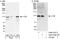 Cbl Proto-Oncogene antibody, A302-337A, Bethyl Labs, Western Blot image 