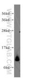 Mitochondrial Ribosomal Protein L34 antibody, 15233-1-AP, Proteintech Group, Western Blot image 