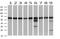 Dihydrolipoamide Dehydrogenase antibody, MA5-25663, Invitrogen Antibodies, Western Blot image 