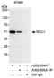 Regulator Of Chromosome Condensation 1 antibody, A302-604A, Bethyl Labs, Immunoprecipitation image 