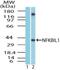 NFKB Inhibitor Like 1 antibody, NBP1-70344, Novus Biologicals, Western Blot image 