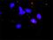 MO25 antibody, H00051719-B01P, Novus Biologicals, Proximity Ligation Assay image 