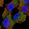 Protein kinase C iota type antibody, HPA026574, Atlas Antibodies, Immunofluorescence image 