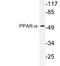 Peroxisome Proliferator Activated Receptor Alpha antibody, LS-C176554, Lifespan Biosciences, Western Blot image 