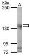 Pumilio homolog 2 antibody, PA5-29934, Invitrogen Antibodies, Western Blot image 