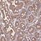Family With Sequence Similarity 13 Member A antibody, HPA038109, Atlas Antibodies, Immunohistochemistry frozen image 