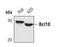 BCL10 Immune Signaling Adaptor antibody, MA5-14878, Invitrogen Antibodies, Western Blot image 