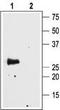 Aquaporin-4 antibody, TA329016, Origene, Western Blot image 