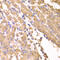 Suppressor of fused homolog antibody, 22-465, ProSci, Immunohistochemistry frozen image 