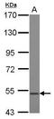 Growth Differentiation Factor 10 antibody, GTX118039, GeneTex, Western Blot image 