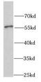 Serine Hydroxymethyltransferase 2 antibody, FNab07851, FineTest, Western Blot image 