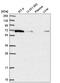 Immunity Related GTPase Q antibody, HPA050338, Atlas Antibodies, Western Blot image 