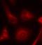 SHC-transforming protein 1 antibody, orb14688, Biorbyt, Immunofluorescence image 