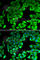 Ribosomal Protein L14 antibody, A6724, ABclonal Technology, Immunofluorescence image 