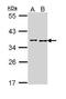 BRCA2 and CDKN1A-interacting protein antibody, orb73799, Biorbyt, Western Blot image 