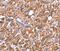 Follicular Dendritic Cell Secreted Protein antibody, PA5-50662, Invitrogen Antibodies, Immunohistochemistry paraffin image 