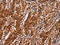 BRICK1 Subunit Of SCAR/WAVE Actin Nucleating Complex antibody, CSB-PA200670, Cusabio, Immunohistochemistry frozen image 