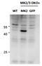 MAPK Activated Protein Kinase 2 antibody, STJ72942, St John