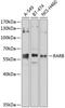 HAP antibody, 16-384, ProSci, Western Blot image 