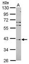 F-Box And Leucine Rich Repeat Protein 8 antibody, PA5-31380, Invitrogen Antibodies, Western Blot image 