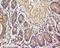 Vesicle Associated Membrane Protein 3 antibody, orb13747, Biorbyt, Immunohistochemistry paraffin image 