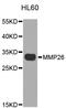 Matrix Metallopeptidase 26 antibody, STJ111169, St John