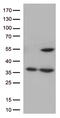 Cyclin Dependent Kinase 15 antibody, LS-C794940, Lifespan Biosciences, Western Blot image 