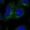 Solute Carrier Family 26 Member 11 antibody, NBP1-86346, Novus Biologicals, Immunocytochemistry image 