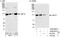 Ubiquitin Specific Peptidase 10 antibody, A300-901A, Bethyl Labs, Western Blot image 