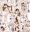 Homeobox protein DBX1 antibody, PA5-72697, Invitrogen Antibodies, Immunohistochemistry frozen image 