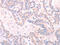 Internexin Neuronal Intermediate Filament Protein Alpha antibody, CSB-PA056378, Cusabio, Immunohistochemistry frozen image 