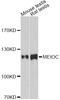 Uncharacterized protein C17orf104 homolog antibody, abx126146, Abbexa, Western Blot image 