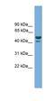 Anomalous Homeobox antibody, orb325647, Biorbyt, Western Blot image 