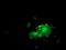 LIM domain kinase 1 antibody, LS-C172997, Lifespan Biosciences, Immunofluorescence image 
