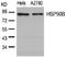 Heat shock protein HSP 90-beta antibody, AP02783PU-N, Origene, Western Blot image 