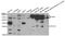 VEGF antibody, TA332855, Origene, Western Blot image 
