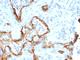 Keratin 8 antibody, NBP2-44936, Novus Biologicals, Immunohistochemistry frozen image 