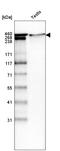 Laminin subunit alpha-1 antibody, AMAb91091, Atlas Antibodies, Western Blot image 