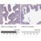 Cilia And Flagella Associated Protein 157 antibody, NBP1-91072, Novus Biologicals, Immunohistochemistry paraffin image 
