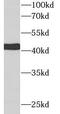 Sex Hormone Binding Globulin antibody, FNab09915, FineTest, Western Blot image 