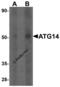 Barkor antibody, 7043, ProSci, Western Blot image 