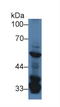 Serum/Glucocorticoid Regulated Kinase Family Member 3 antibody, LS-C296397, Lifespan Biosciences, Western Blot image 