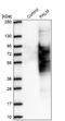 Paralemmin antibody, NBP2-48940, Novus Biologicals, Western Blot image 