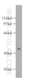 2',3'-Cyclic Nucleotide 3' Phosphodiesterase antibody, 13427-1-AP, Proteintech Group, Western Blot image 